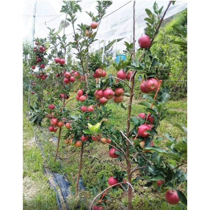 JUAL BIBIT APEL FUJI HASIL STEK BATANG DARI INDUKAN SUDAH BERBUAH BELI 2 GRATIS 1 ANGGUR
