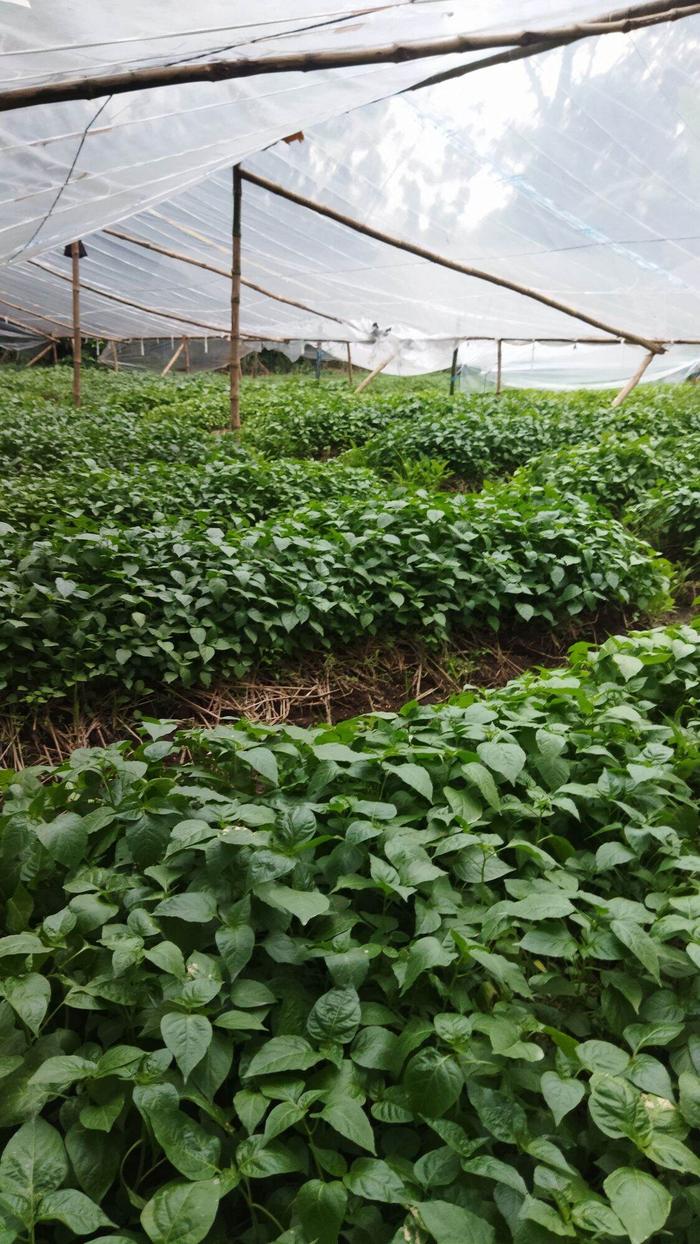 paket hemat 50 batang bibit cabe rawit setan cabut siap tanam