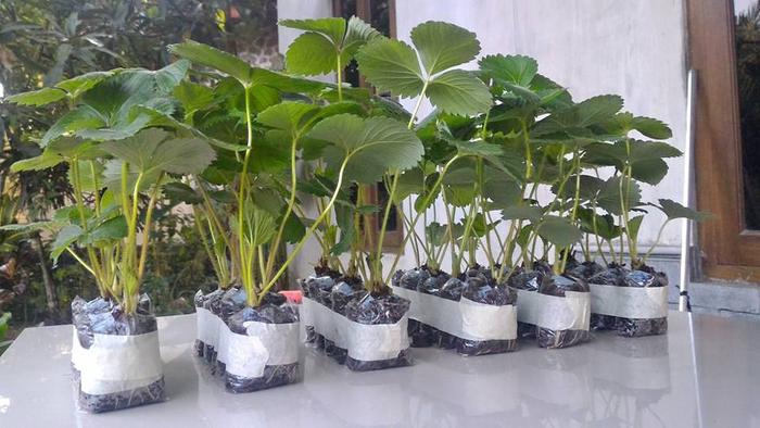 PAKET 10 BIBIT STRAWBERRY JUMBO MANIS JENIS MANORA BIBIT UNGGUL BERKUALITAS