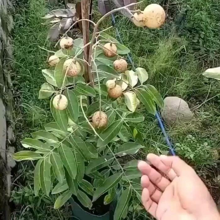 Original bibit Kelengkeng Matalada Hampir tanpa biji Cepat Berbuah