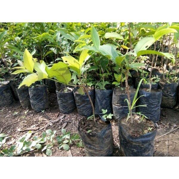 Paket 3 Batang jenis bibit Jambu Air madu Deli hijau merah susu