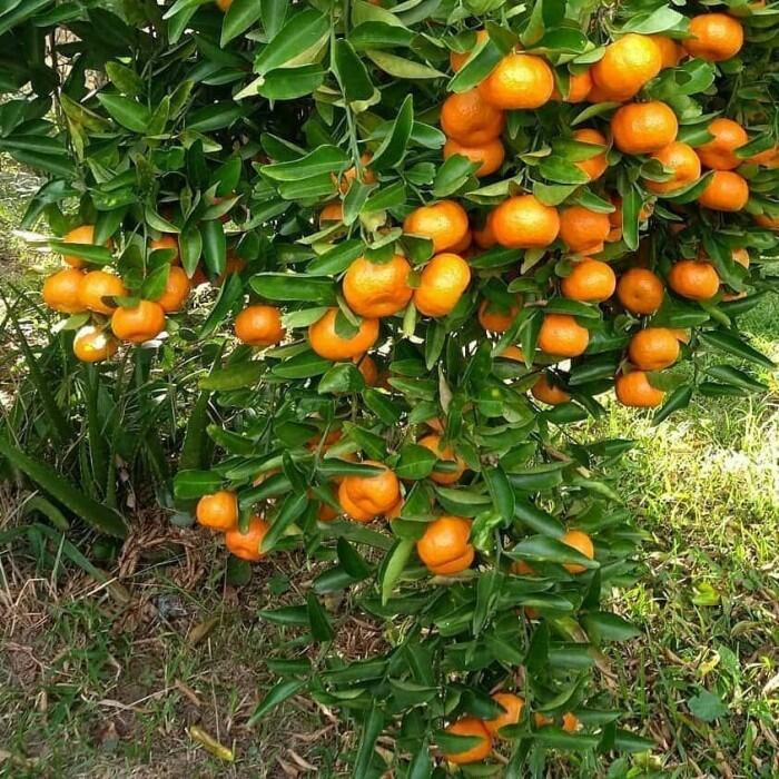 paket 3 Bibit tanaman pohon buah jeruk Mandarin manis okulasi cepat berbuah didalam pot berkualitas