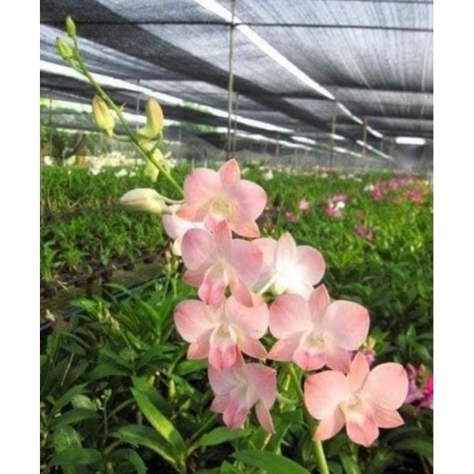 dendro peach dewasa siap bunga (',')
