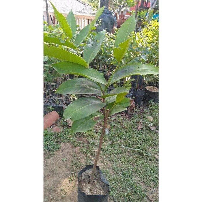 Paket 3 Batang jenis bibit Jambu Air madu Deli hijau merah susu