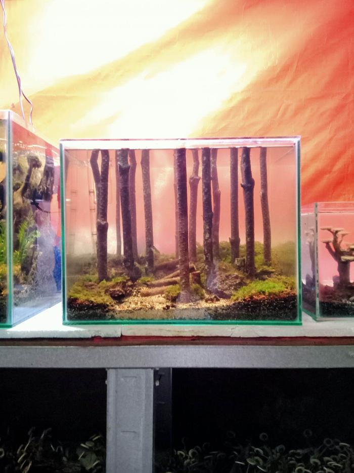 kayu aquarium 1 kilogram kayu pinus untuk mendekorasi aquascape