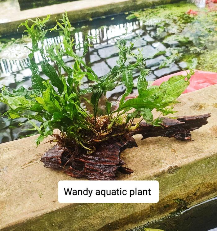 windelov media kayu rentek aquascape