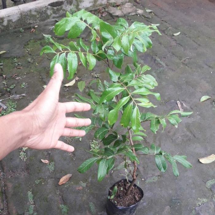 Original bibit Kelengkeng Matalada Hampir tanpa biji Cepat Berbuah