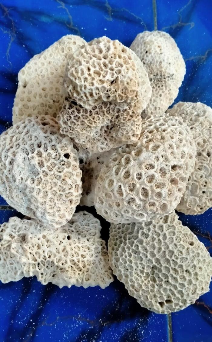 karang laut anemon murah hiasan aquarium/ukuran sedang 1kg
