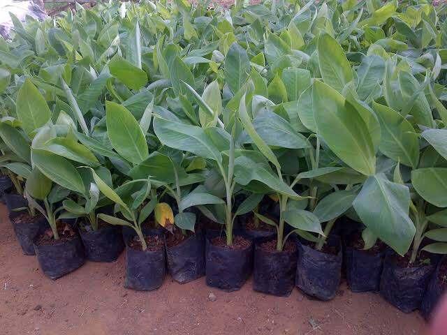 paket hemat 2 bibit pisang tanduk madu super jumbo 4/5 bulan berbuah