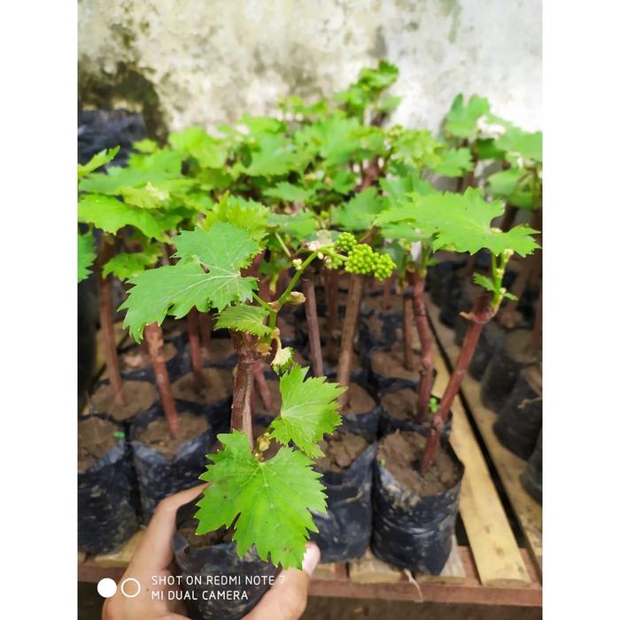 Paket 4 Bibit Anggur Isabella 5 Bulan Siap Berbuah Super Manis Termurah