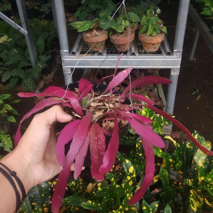 Tanaman Hias Wijaya Kusuma Tasbih - Wijaya Kusuma Merah - Tasbih