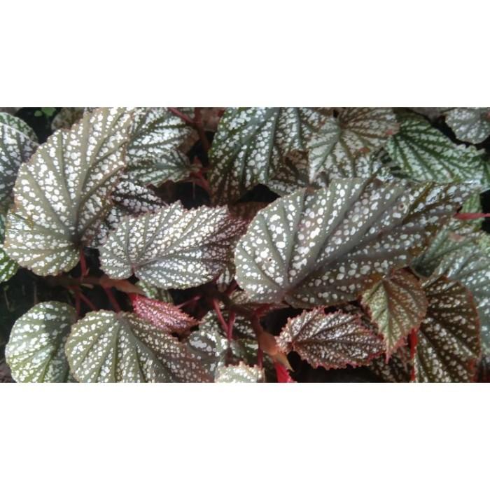 Begonia Polkadot Silver Terbaru