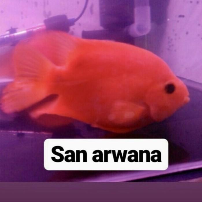 Kingkong Perot Kingkong Red Parot Tankmate Terbaru