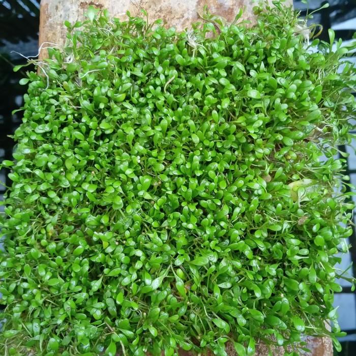 Spesial Produk Pilihan Gloso Bahan Stikma Pasti Suka