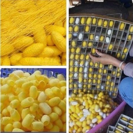 Paket Kepompong Gold 100pcs / cocoon gold / kepompong gold