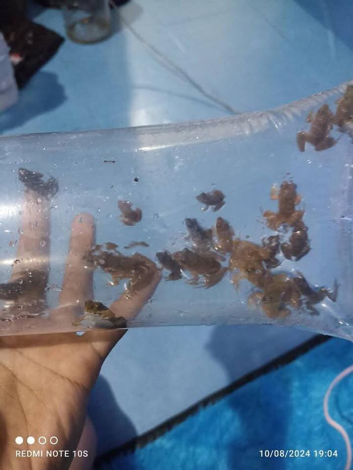 paket katak sawah hidup untuk pakan isi 20 ekor