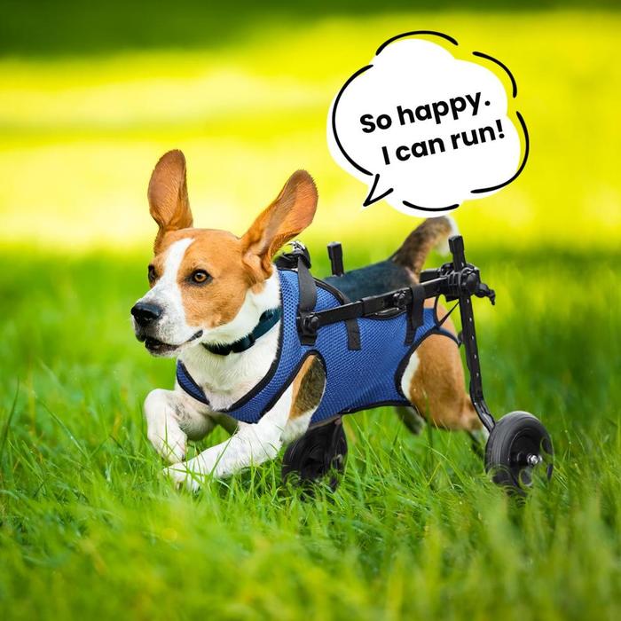 Dog Cat Wheelchair Alat Bantu Jalan Anjing Kucing Kursi Roda Hewan