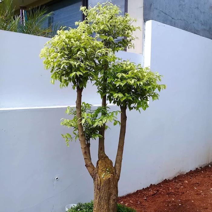 bibit bonsai anting putri/tanaman anting putri