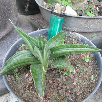 Sanseviera patens