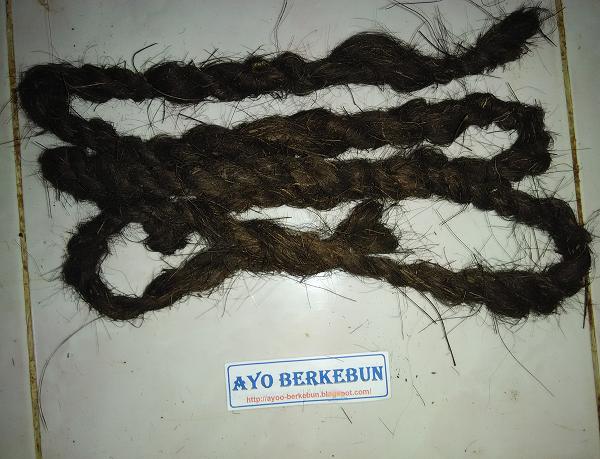 tali ijuk