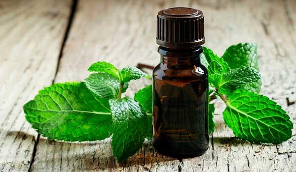 peppermint Oil Essential Oil Minyak Sari peppermint