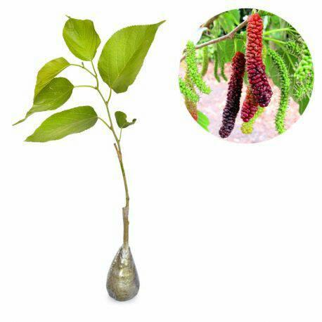Long Mulberry atau long murbei