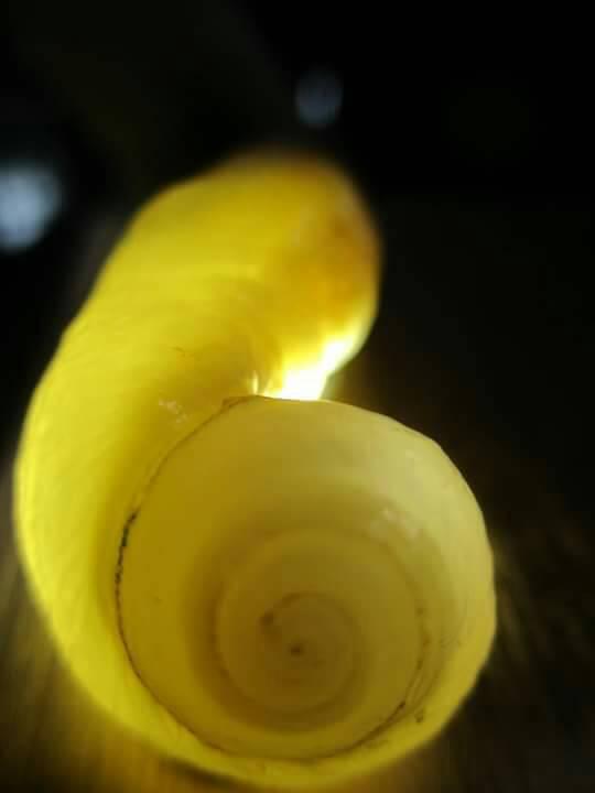 FOSIL KEONG BUNTET KRISTAL