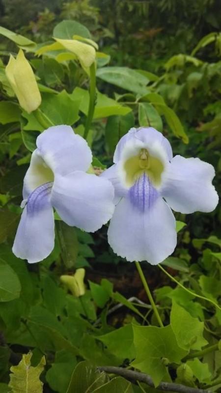 thunbergia ungu