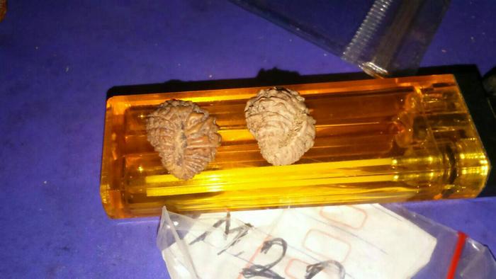 Rudraksa mukhi 20