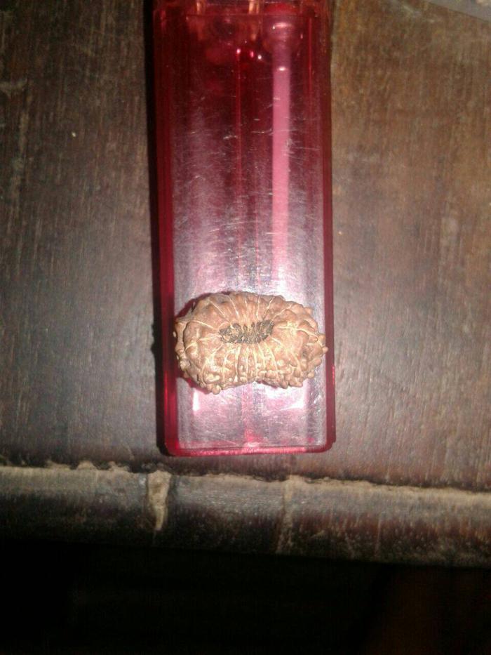 Rudraksa mukhi 17