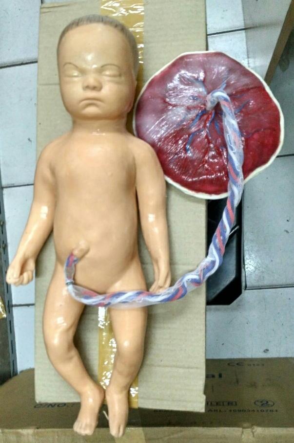 phantom bayi + plasenta