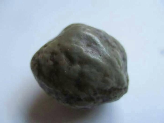 NATURAL FOSIL BIJI PALA ANTIK