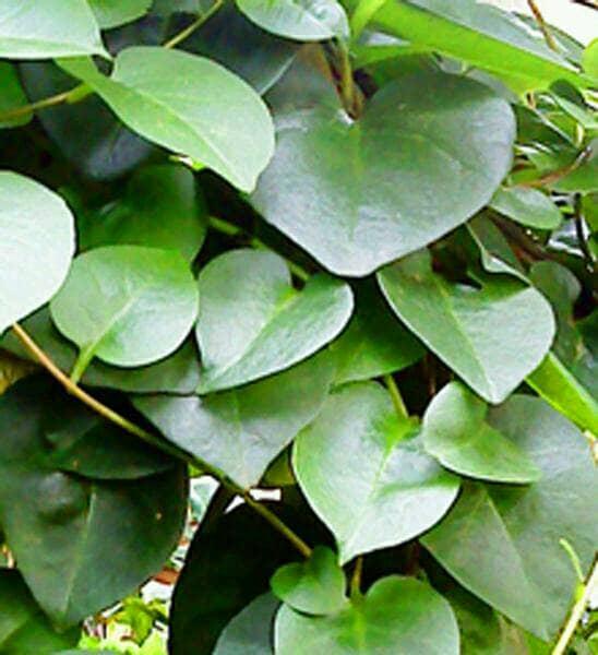 Daun binahong segar(1kg) Obat