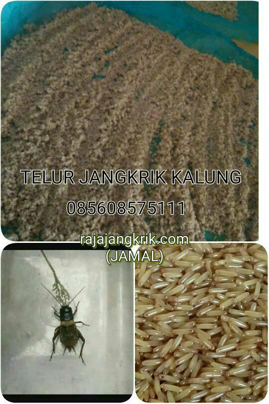 Telur Jangkrik Kalung (1kg)