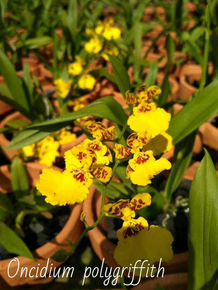 Oncidium polygriffith
