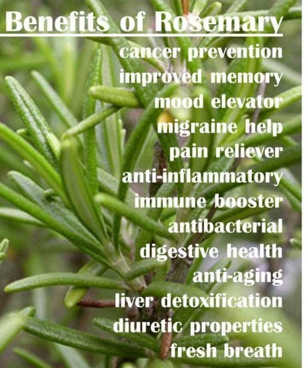 Rosemary Oil / Pure Essential Oil 5 Ml
