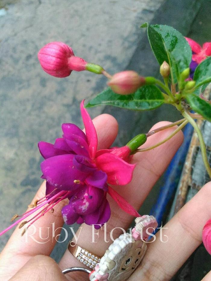 Bibit Bunga Anting India Ungu