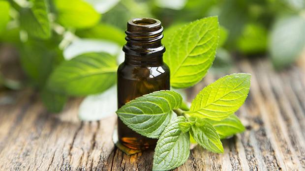 peppermint Oil Essential Oil Minyak Sari peppermint