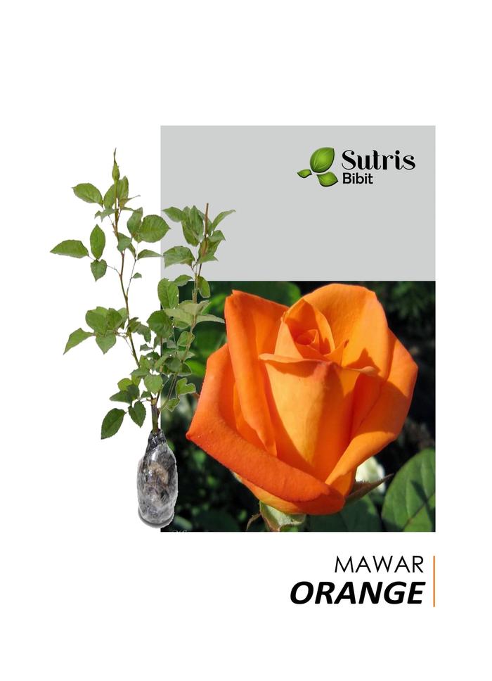 bibit mawar orange