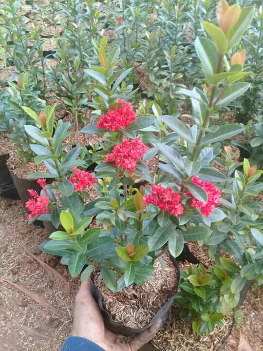Soka india bunga merah