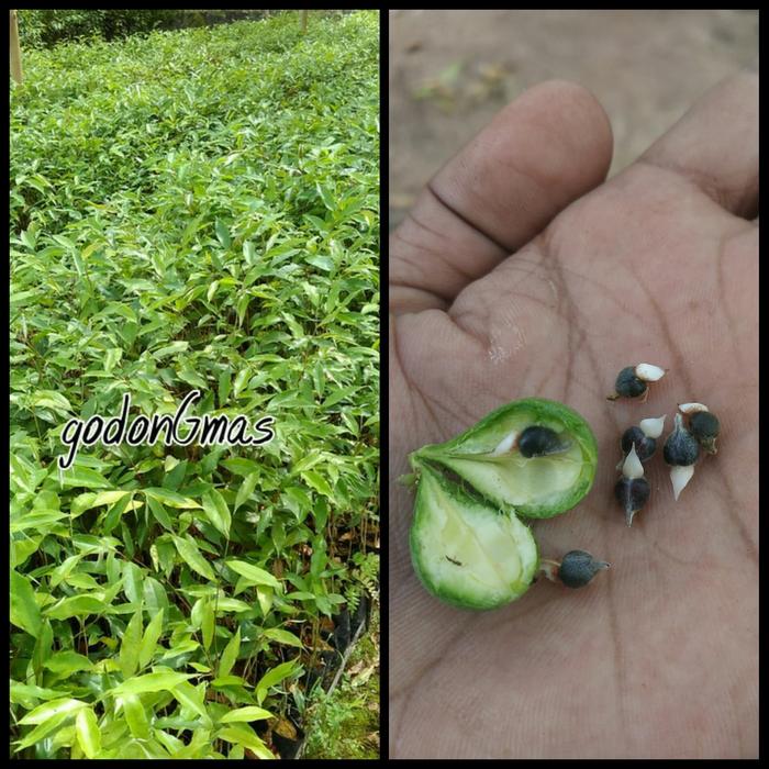 Biji gaharu jenis aqualaria malacensis