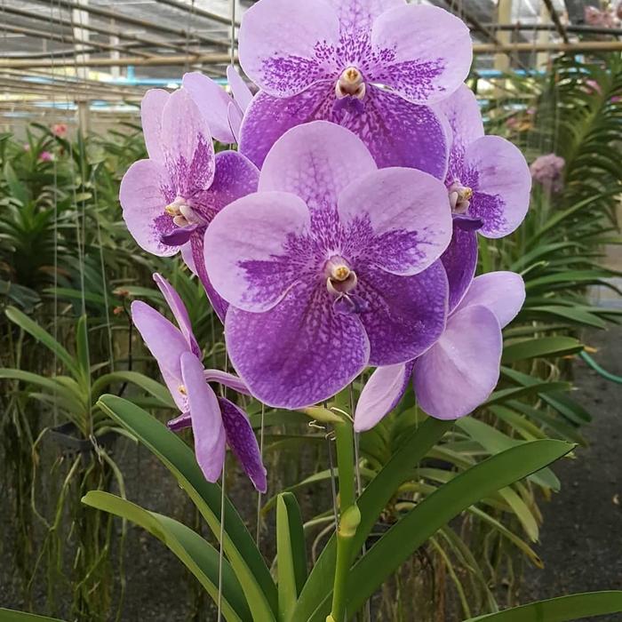 Anggrek vanda kasem boncu two tone