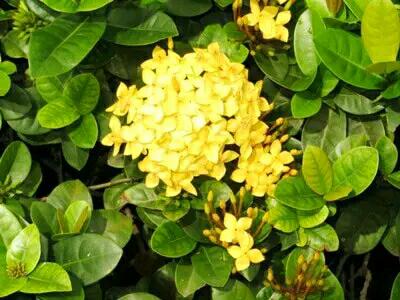 Tanaman Soka Kuning / Pohon Soka Bunga Kuning
