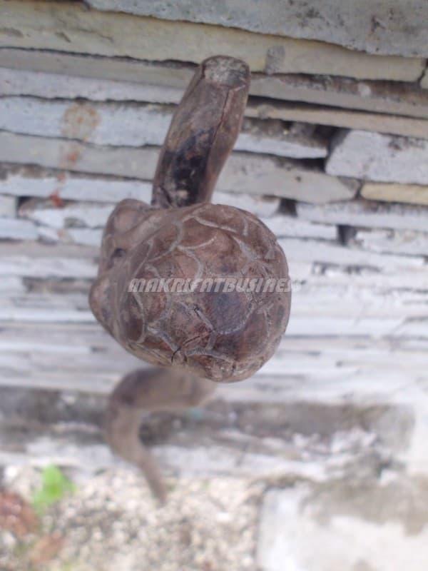 Tongkat Laris Kayu STIGI LAUT Ukir Ular Cobra By MAKRIFATBUSINESS