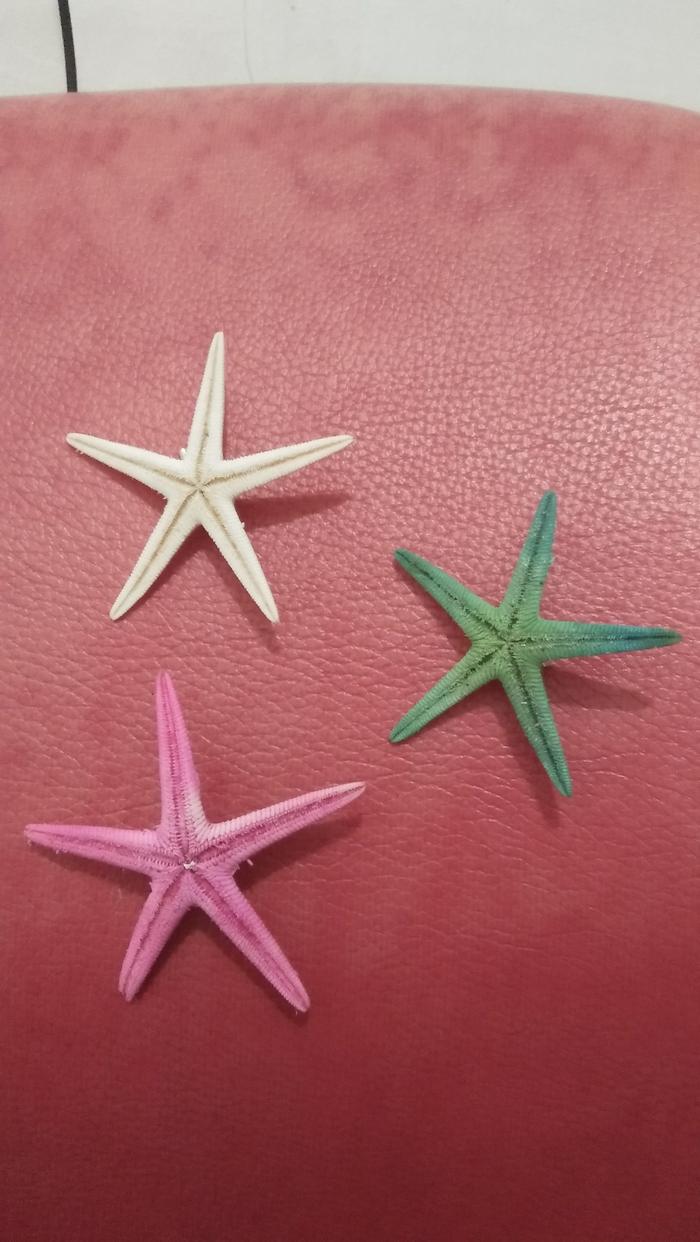 Bros bintang laut asli