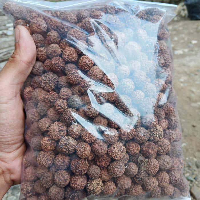 biji jenitri 1 kilo original rudraksha