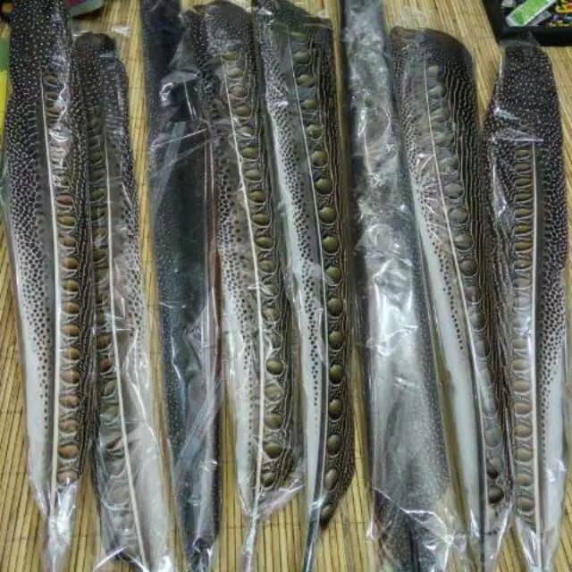 Bulu Burung Ruai (Panjang :60-70 cm)