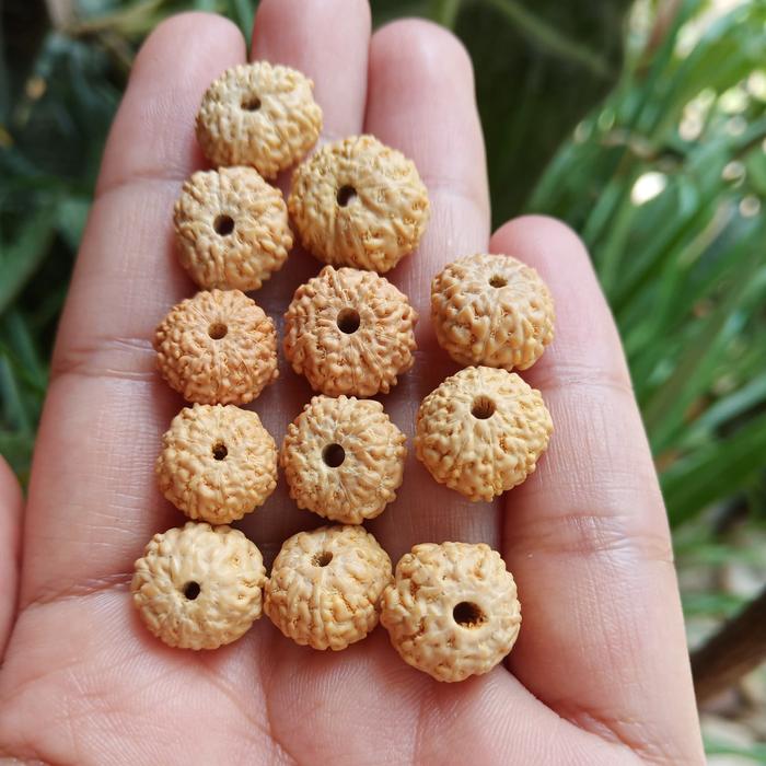 jenitri mukhi 10 original rudraksha 1 paket gelang&kalung