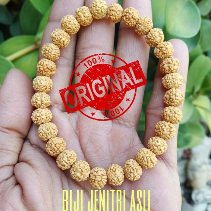 jenitri rudraksha kecil