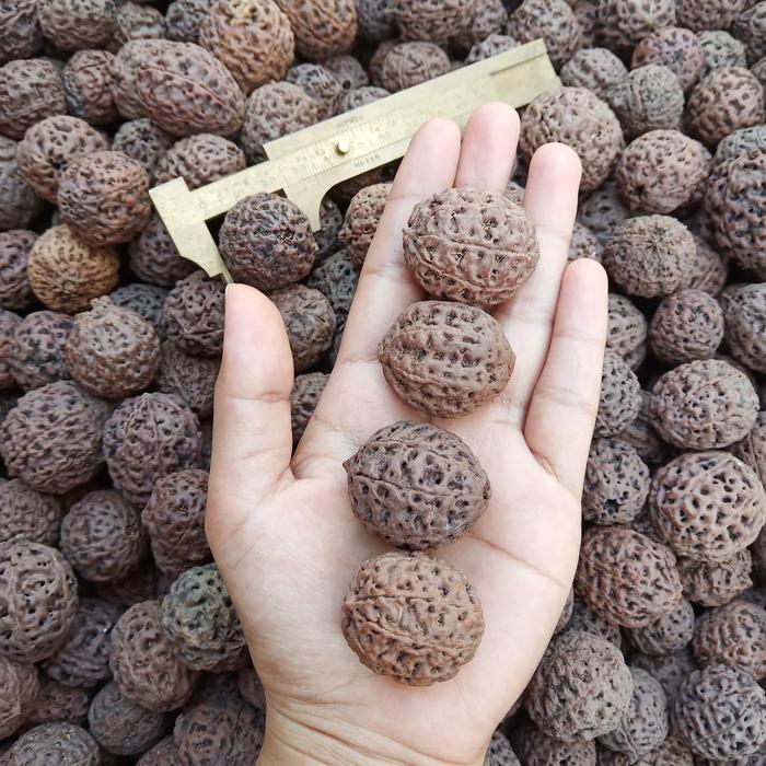 jenitri rudraksha biji besar kiloan